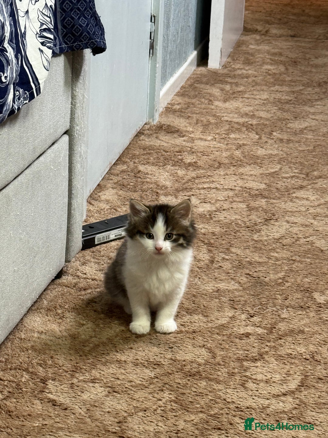 Mixed Breed cats for sale: Kittens for adoption  - Image 2