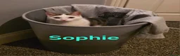 Mixed Breed cats for sale: Free to a good home - Advert 10