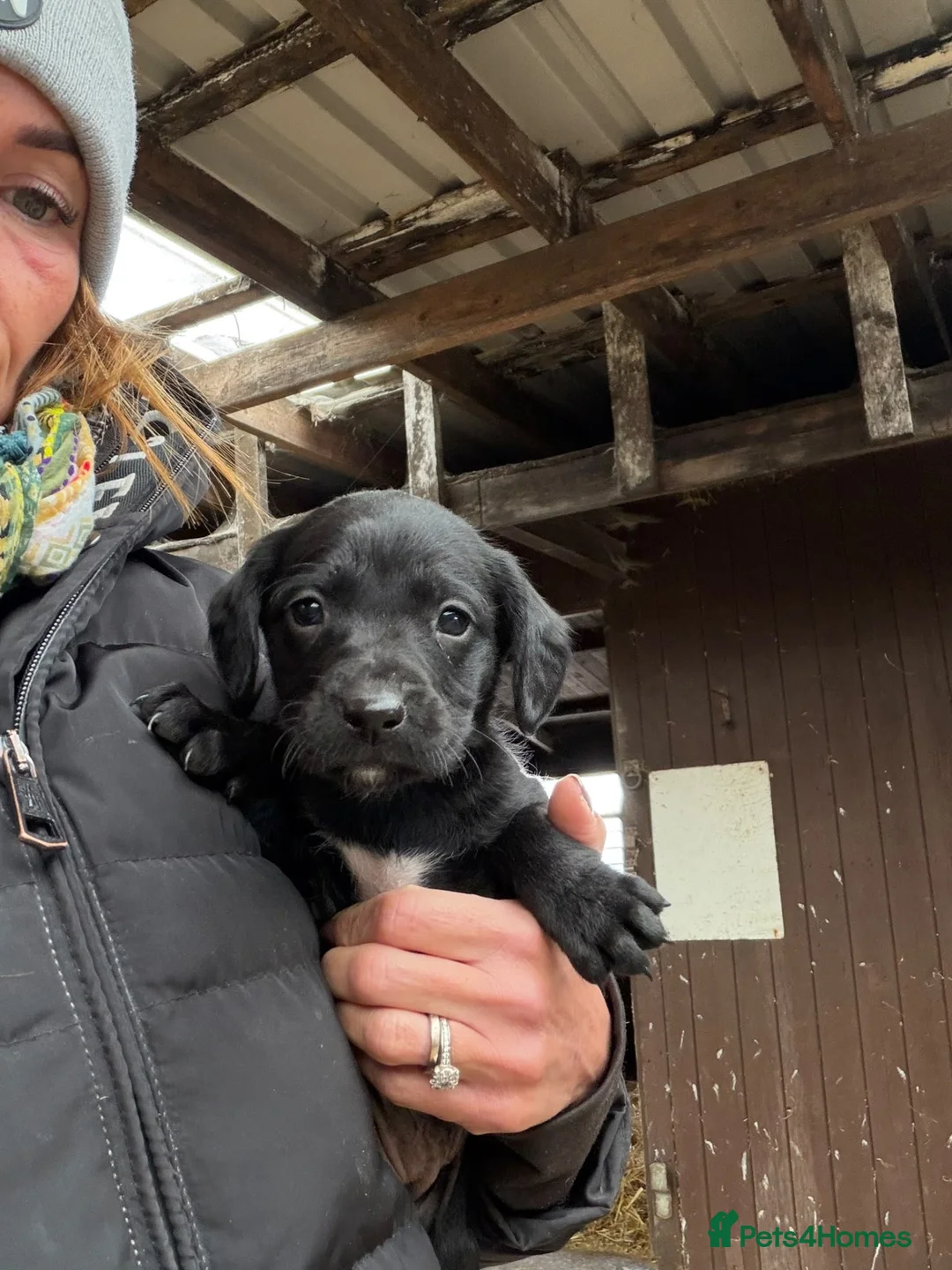 Springador dogs for sale: F1 Springador puppies - Advert 10