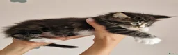 Maine Coon cats for sale: Pedigree XXL mainecoon kittens  - Advert 8