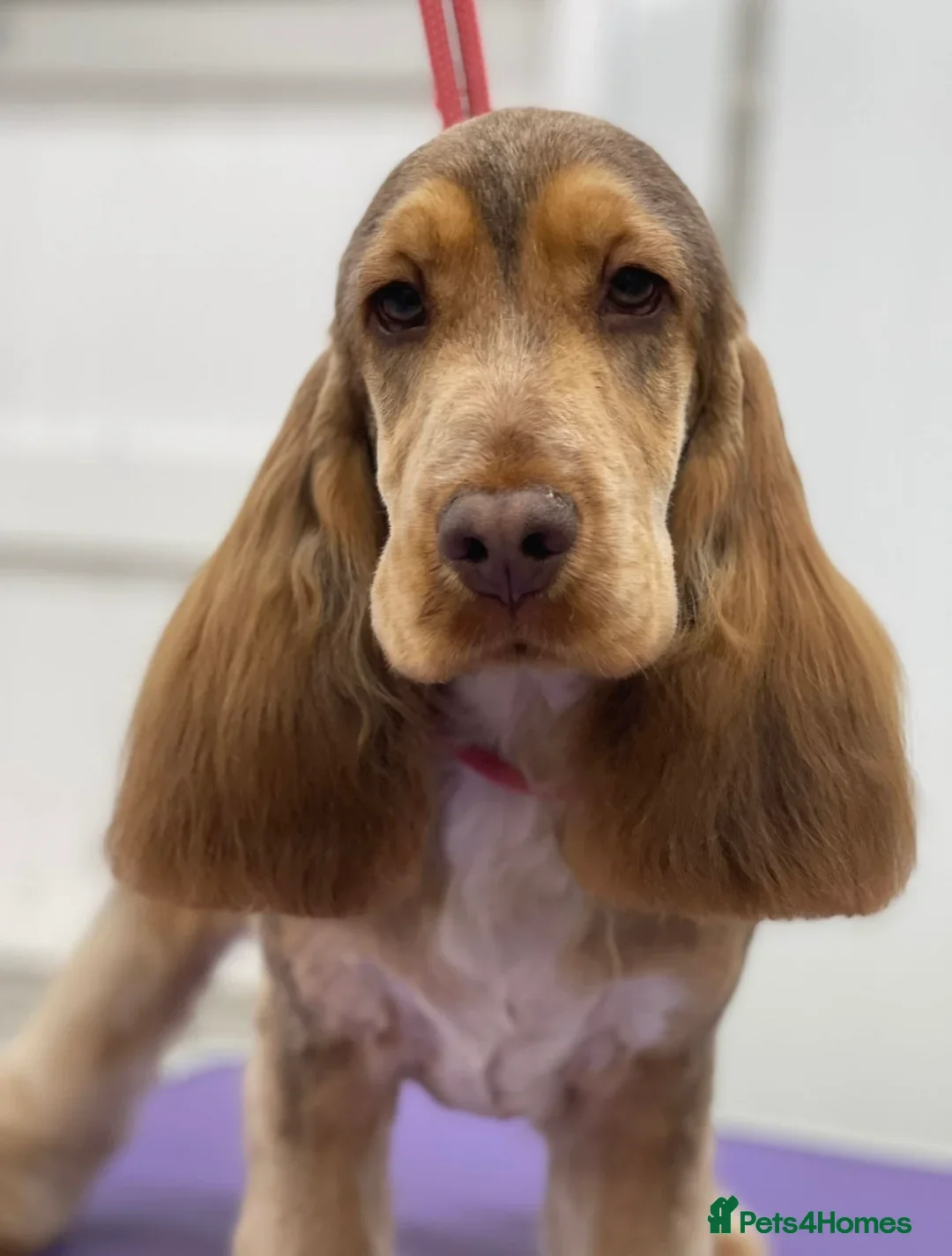 Cockapoo dogs for sale: F1 Chocolate and Tan Girl 5 star full health tests - Advert 6