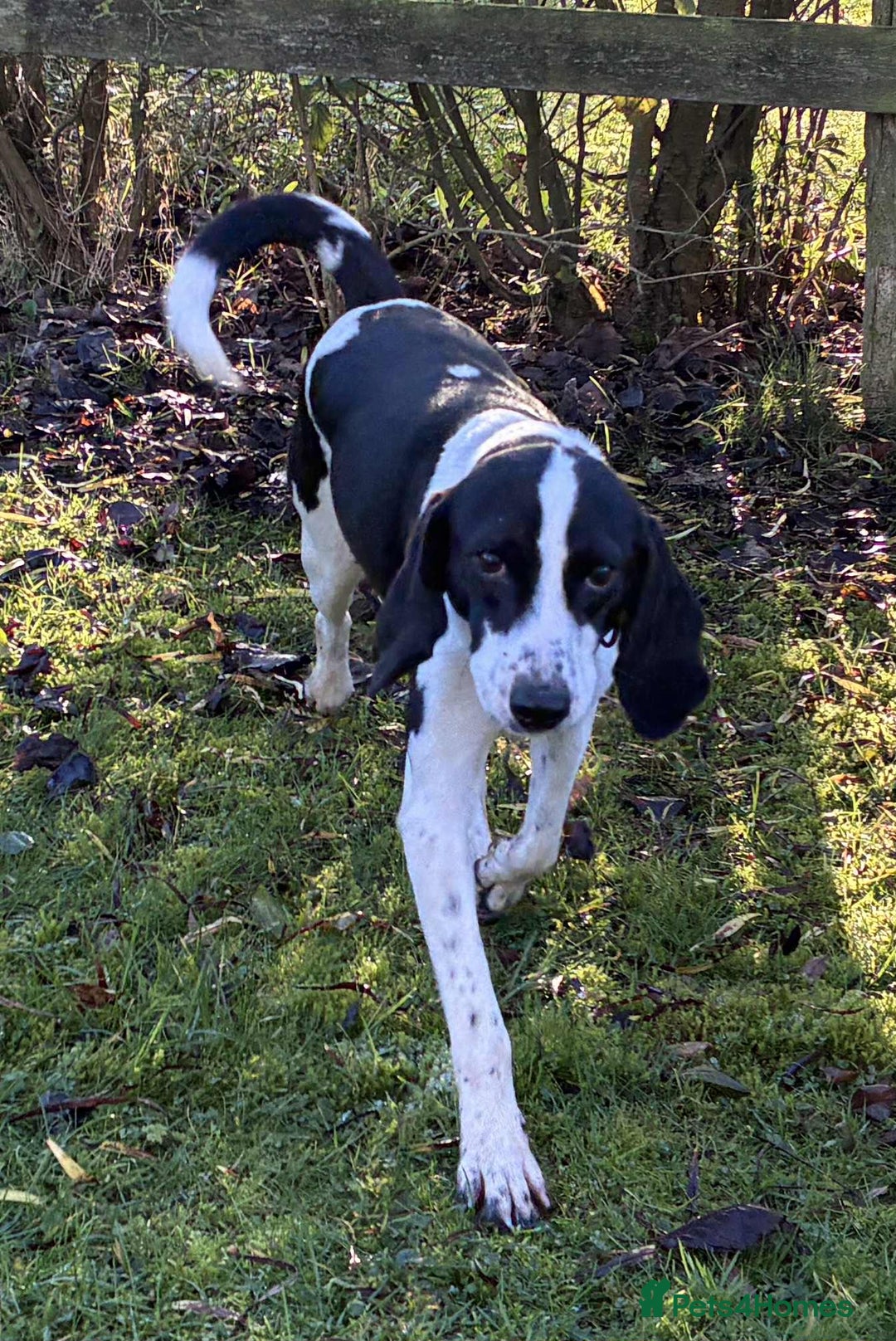 Mixed Breed dogs for adoption: 💔 PARIS is STILL WAITING FOR HOME 💔 - Advert 14