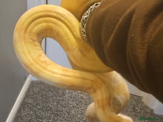 Mixed Breed reptiles Mixed snakes boas ..corns .. and .. Mexican bairds - Advert 1