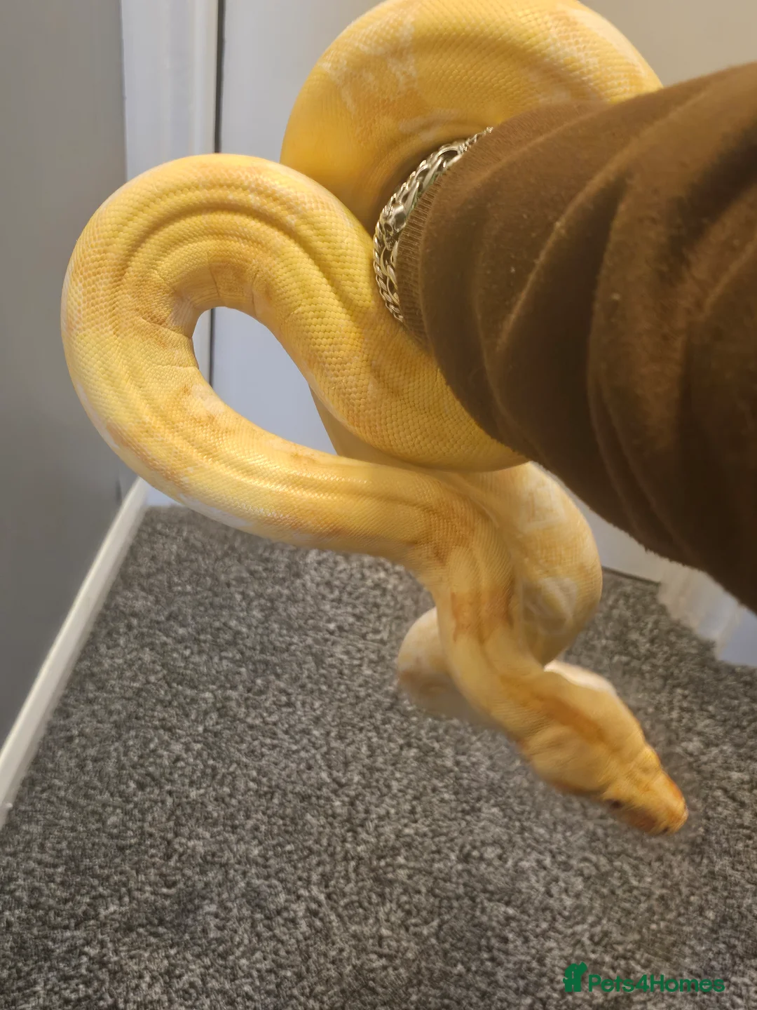 Mixed Breed reptiles for sale:  boas  - Advert 2