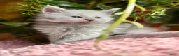 Maine Coon cats for sale: Beautiful Maine Coon kittens - Advert 14