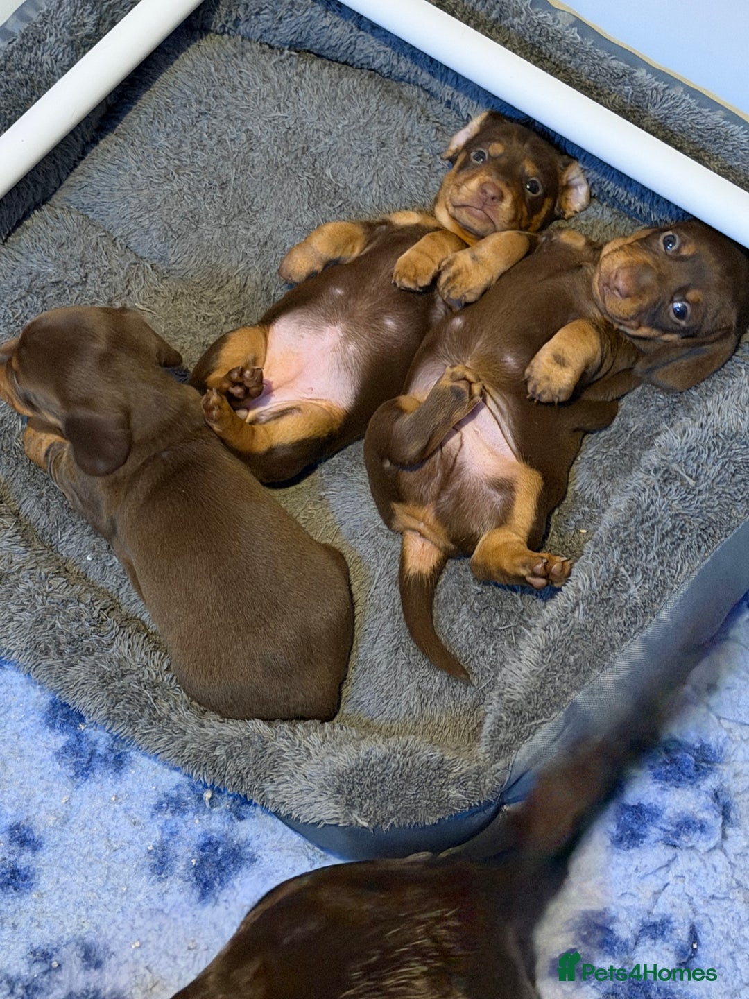 Miniature Dachshund dogs for sale: Stunning minature dachshunds  - Advert 22