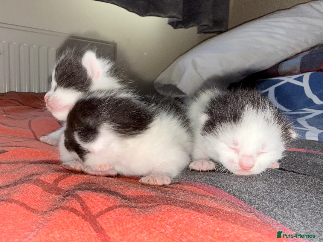 Mixed Breed cats for sale: Kittens for sale  - Advert 6