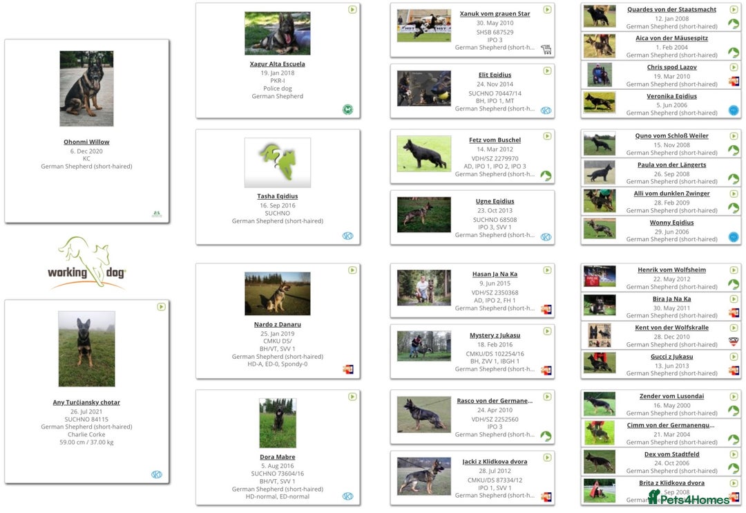 German Shepherd dogs for sale: Super pedigree part trained female  - Advert 3