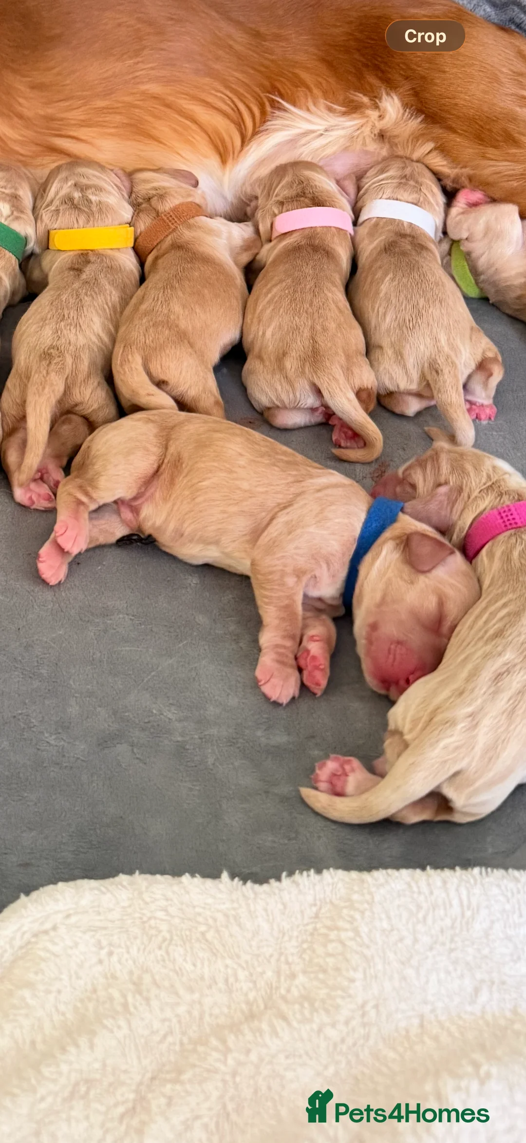 Cocker Spaniel dogs for sale: Beautiful Show Cocker Spaniel Pups  - Advert 2