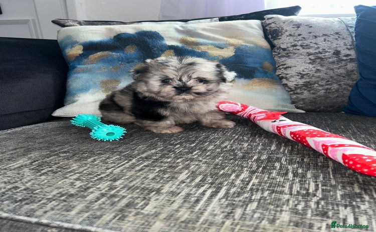 Pomeranian dogs - Advert 1