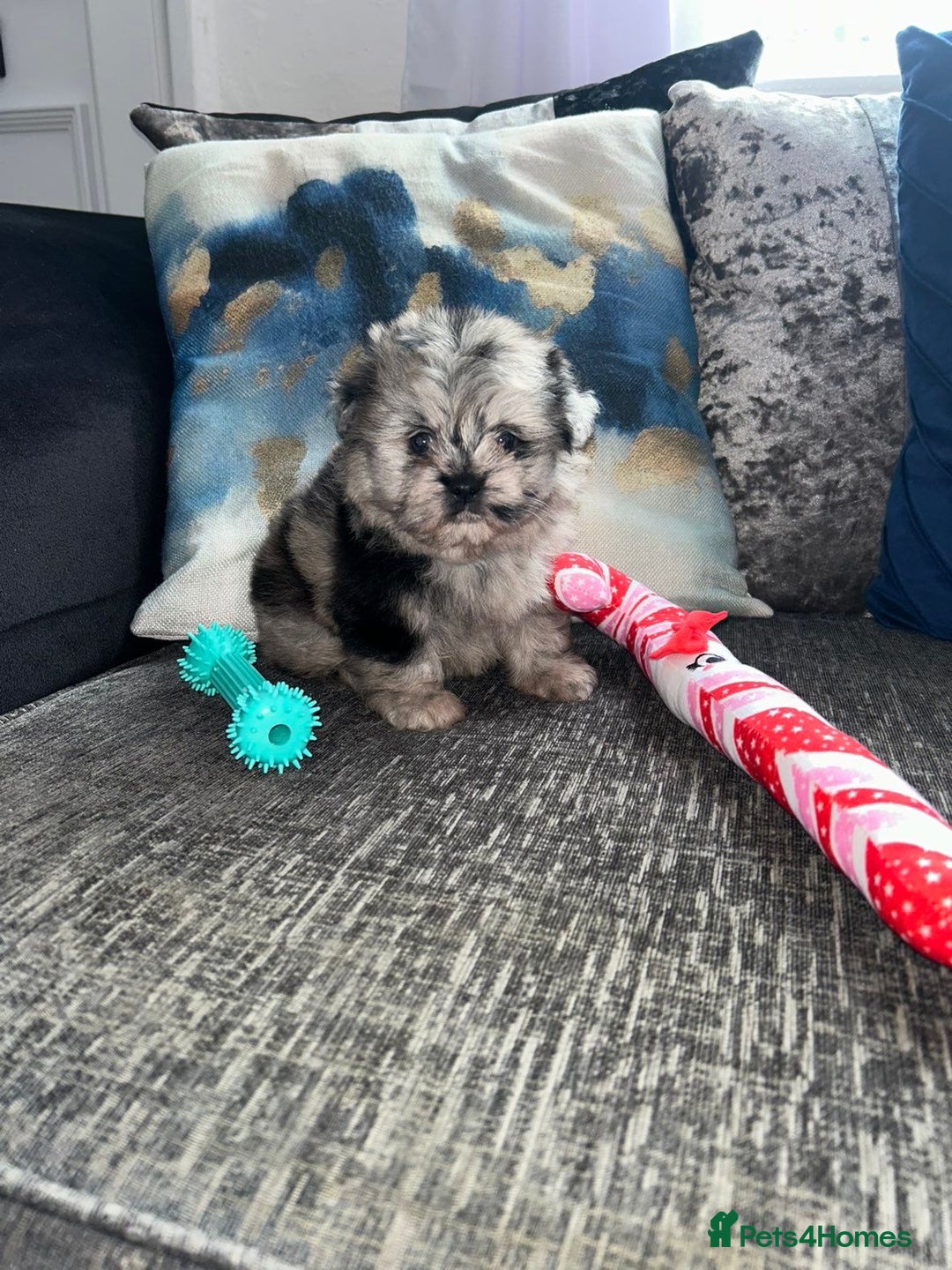 Pomeranian dogs for sale: TINY MARBLE POMERANIAN GIRL  - Image 1