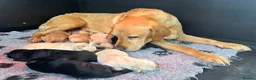 Labrador Retriever dogs for sale: Stunning, Health Tested Parents, KC Lab Puppies - Advert 5