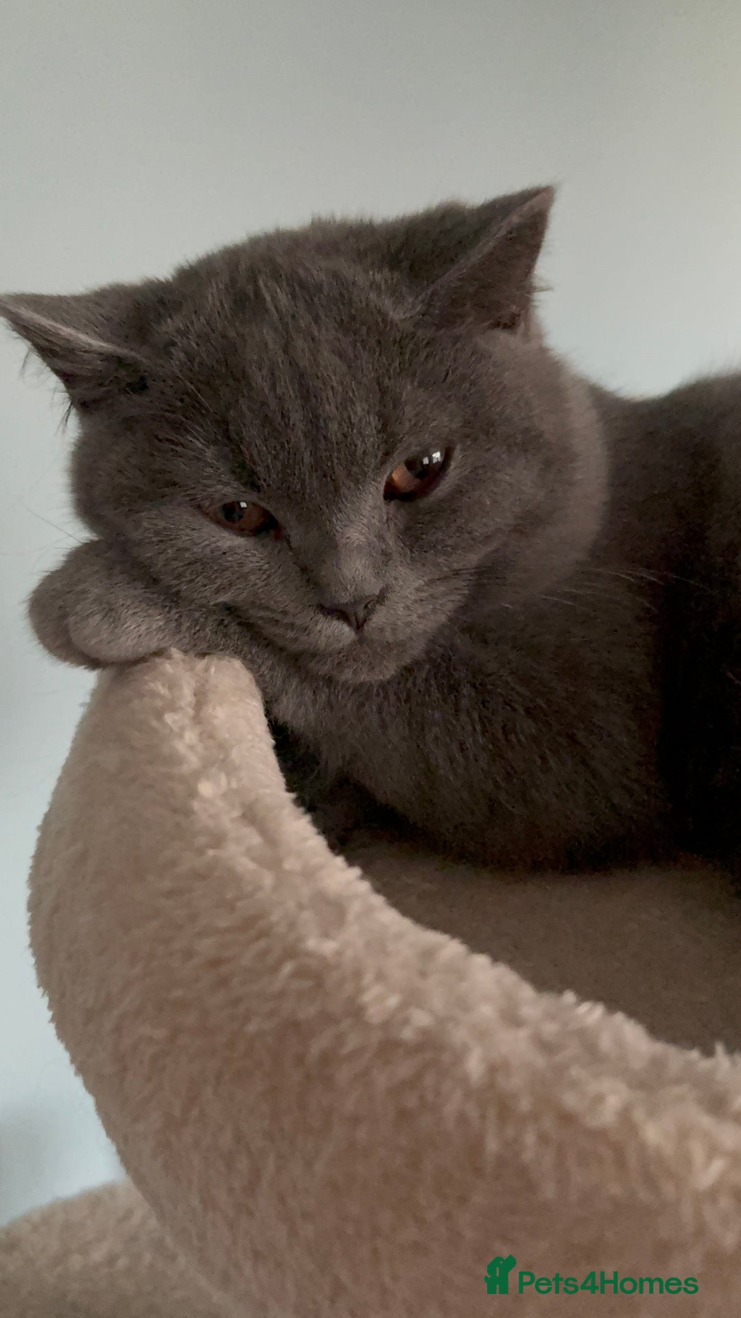 British Shorthair cats for sale: Adorable kittens - Image 10