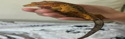 Gecko reptiles for sale: Male crested gecko - Advert 5