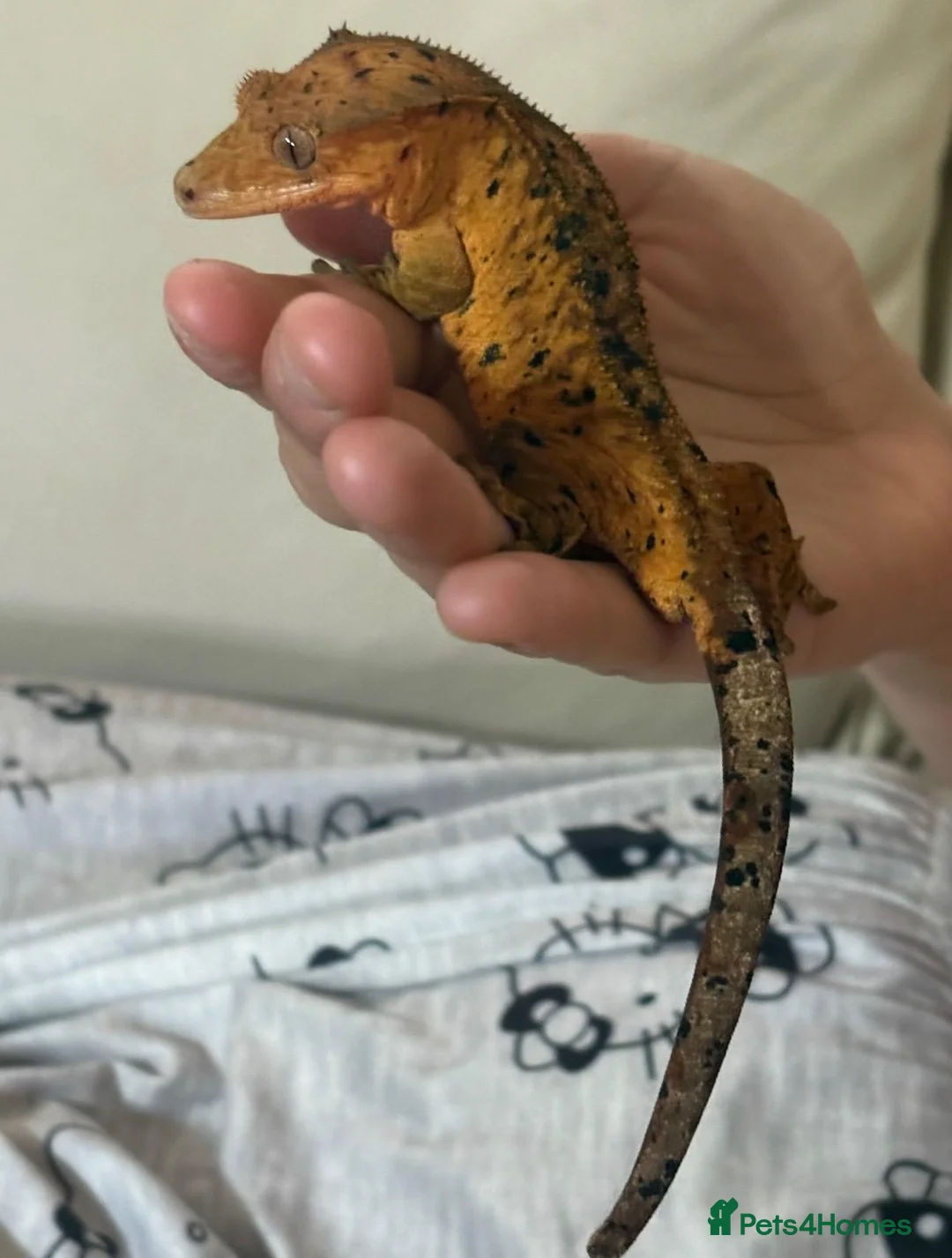 Gecko reptiles for sale: Male crested gecko - Advert 5