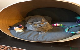 British Shorthair cats for sale: Beautiful Adult British Shorthair Male - Image 8
