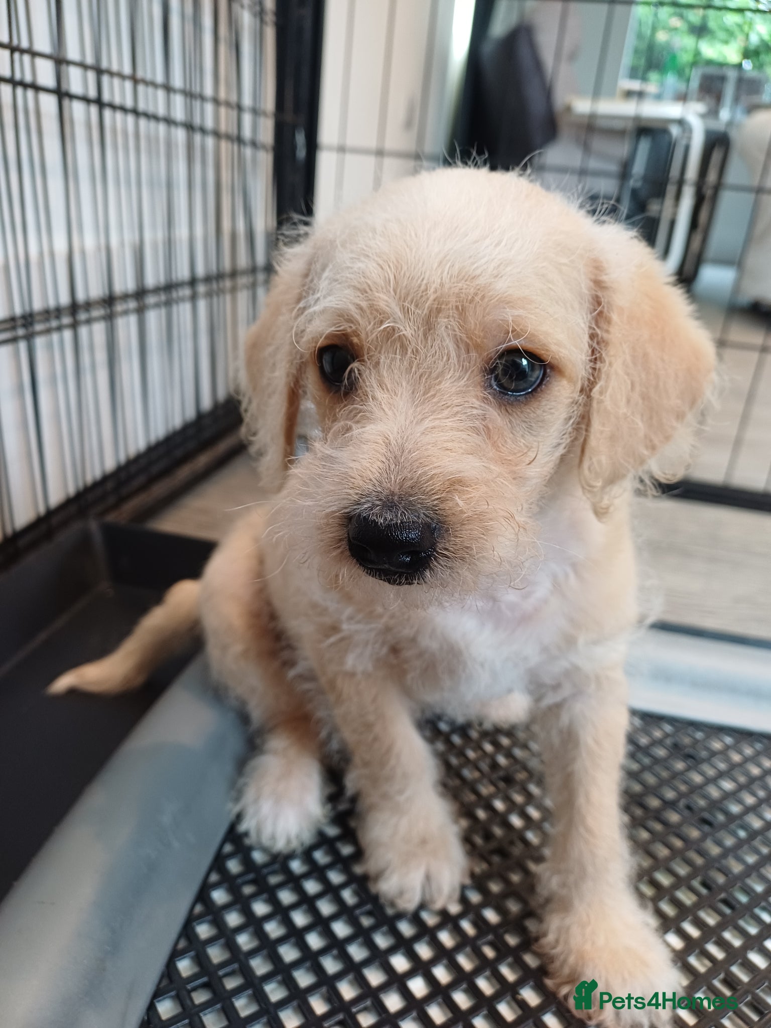 Schnoodle dogs Schnoodles 2x boy and 1x girl  - Advert 15