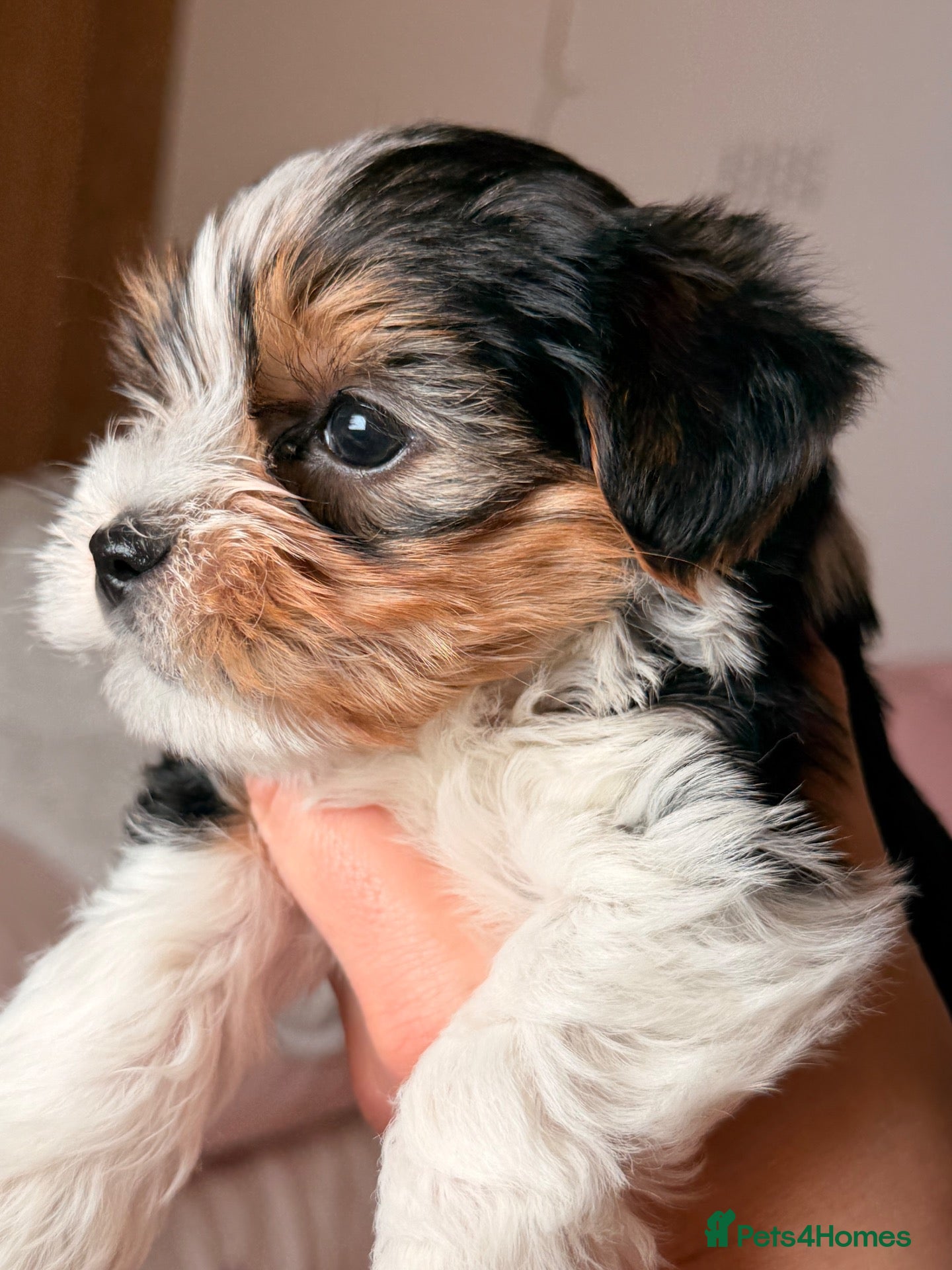 Yorkshire Terrier dogs for sale: Beautiful Tri-Colour Biewer Yorkshire Terrier Pupp - Advert 1