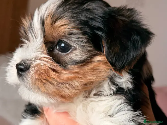 Yorkshire Terrier dogs for sale: Beautiful Tri-Colour Biewer Yorkshire Terrier Pupp - Advert 1