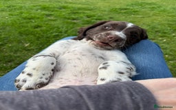 English Springer Spaniel dogs for sale: Springer spaniel puppies for sale  - Image 34