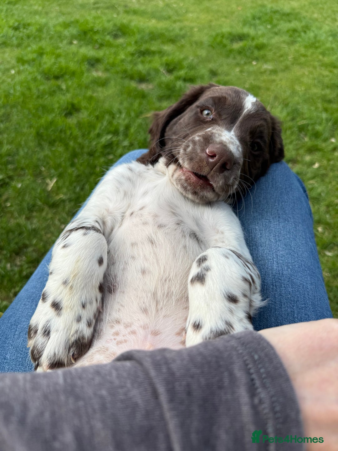 English Springer Spaniel dogs for sale: Springer spaniel puppies for sale  - Image 34