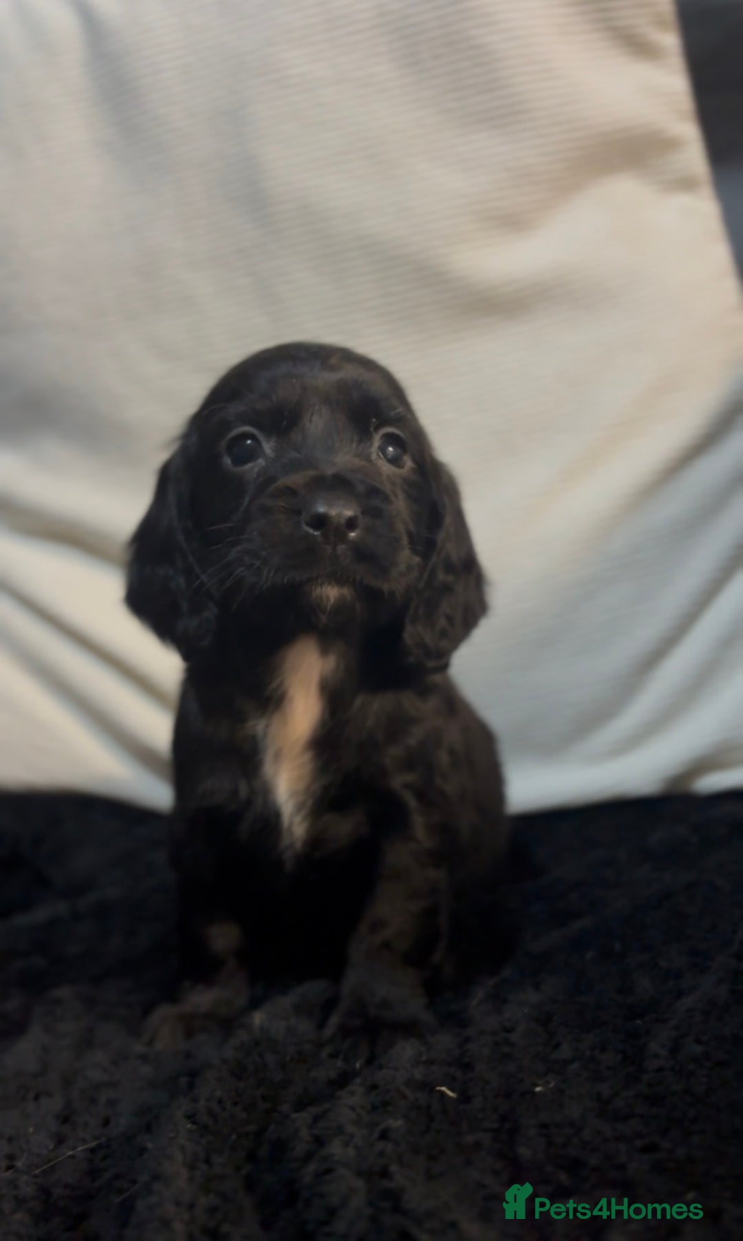 Cockapoo dogs for sale: Adorable F1B Cockapoos❤️💙 🐾 - Advert 13