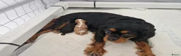 Cavalier King Charles Spaniel dogs for sale: 🐾 3 Beautiful KC Cavalier CKCS Puppies 🐾 - Advert 2