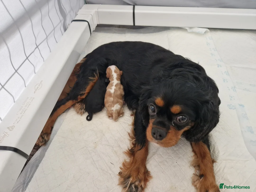 Cavalier King Charles Spaniel dogs for sale: 🐾 3 Beautiful KC Cavalier CKCS Puppies 🐾 - Advert 2
