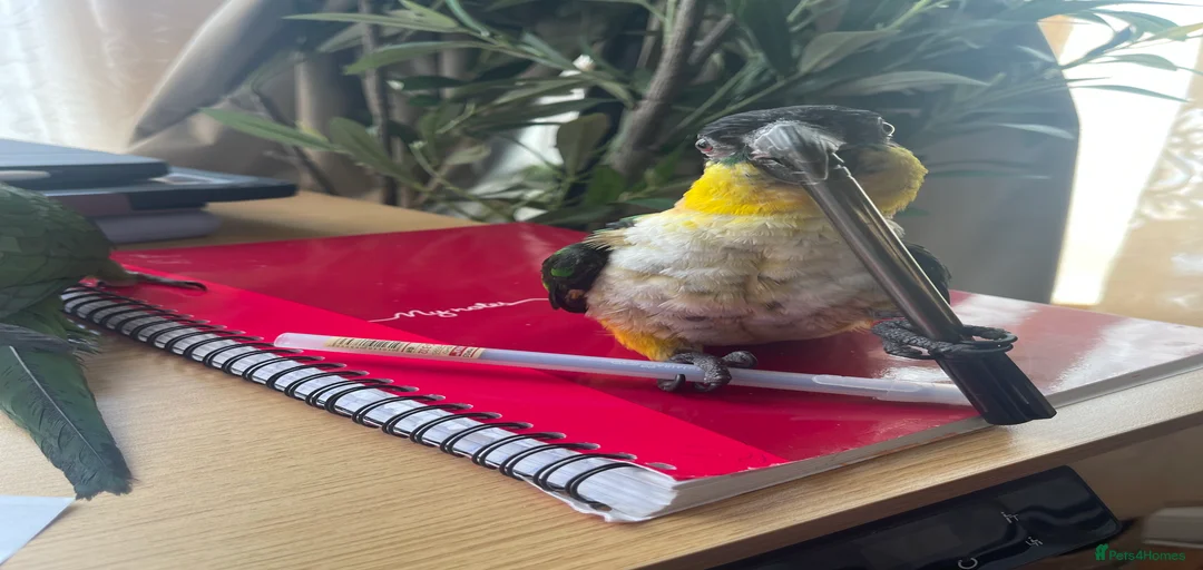 Gallery Image {{count}}