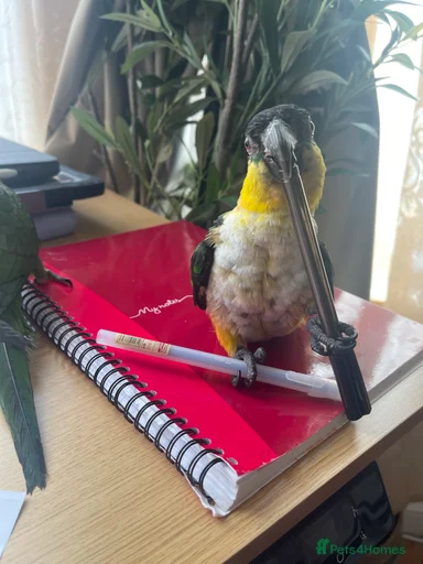 Gallery Image {{count}}