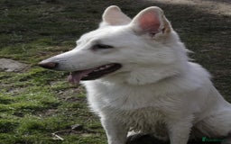 German Shepherd dogs for sale: White german sheperd  - Image 31