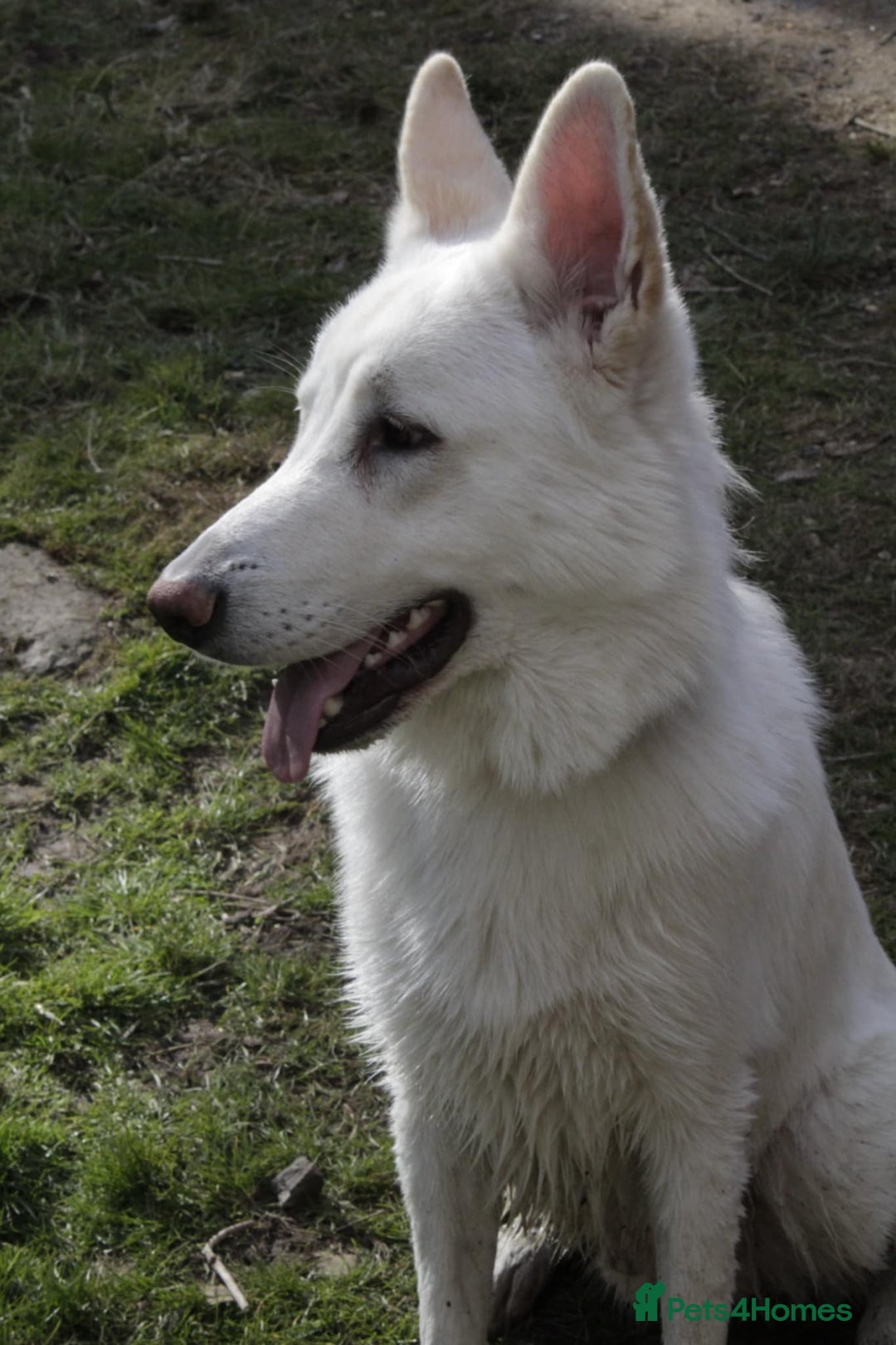 German Shepherd dogs for sale: White german sheperd  - Image 31