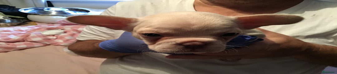 French Bulldog Puppy 7