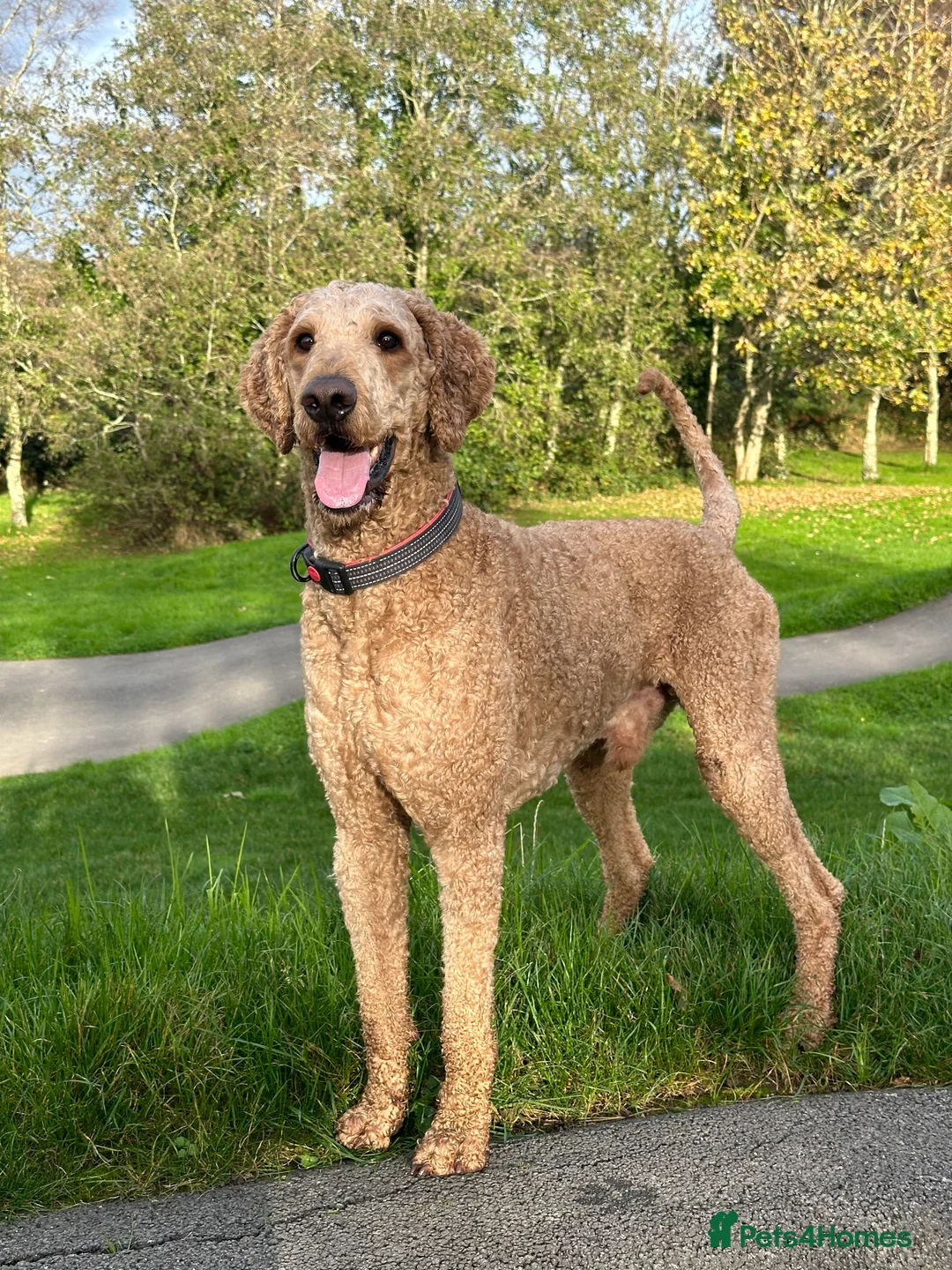 Standard Poodle dogs for stud: STANDARD POODLE STUD  in Falmouth - Advert 3