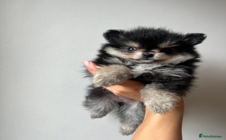 Pomchi dogs - Advert 1