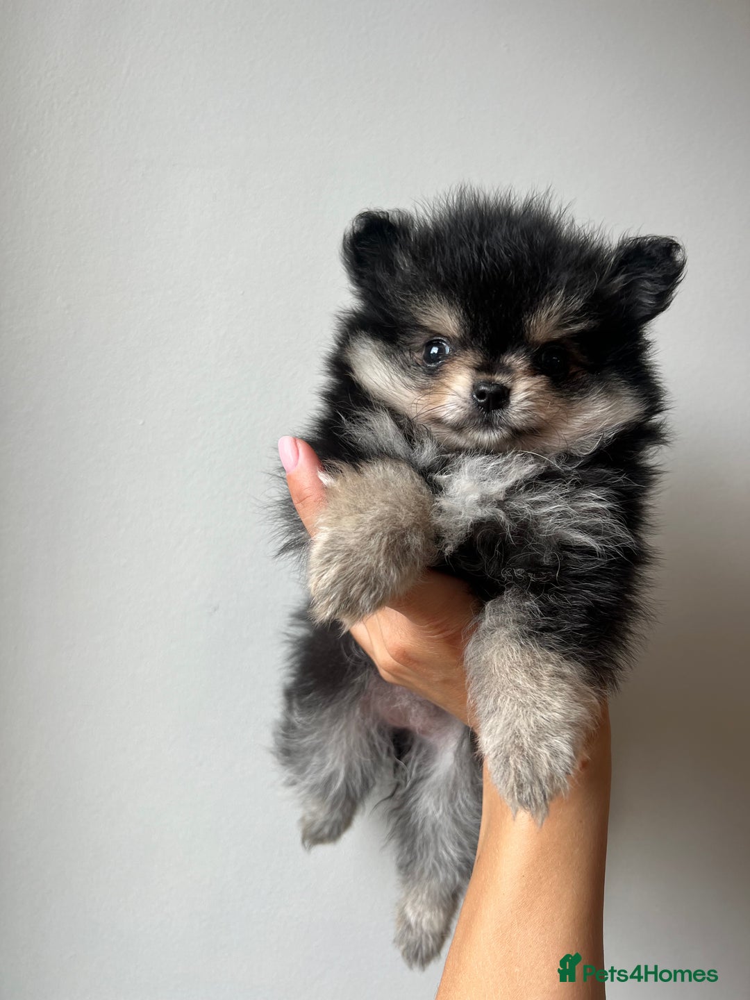 Pomchi dogs for sale: Pomchi Puppies /ONE PUPPY LEFT. - Image 1