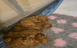 Cavapoo dogs for sale: For sale  - Image 1