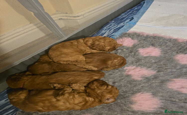 Cavapoo dogs - Advert 10