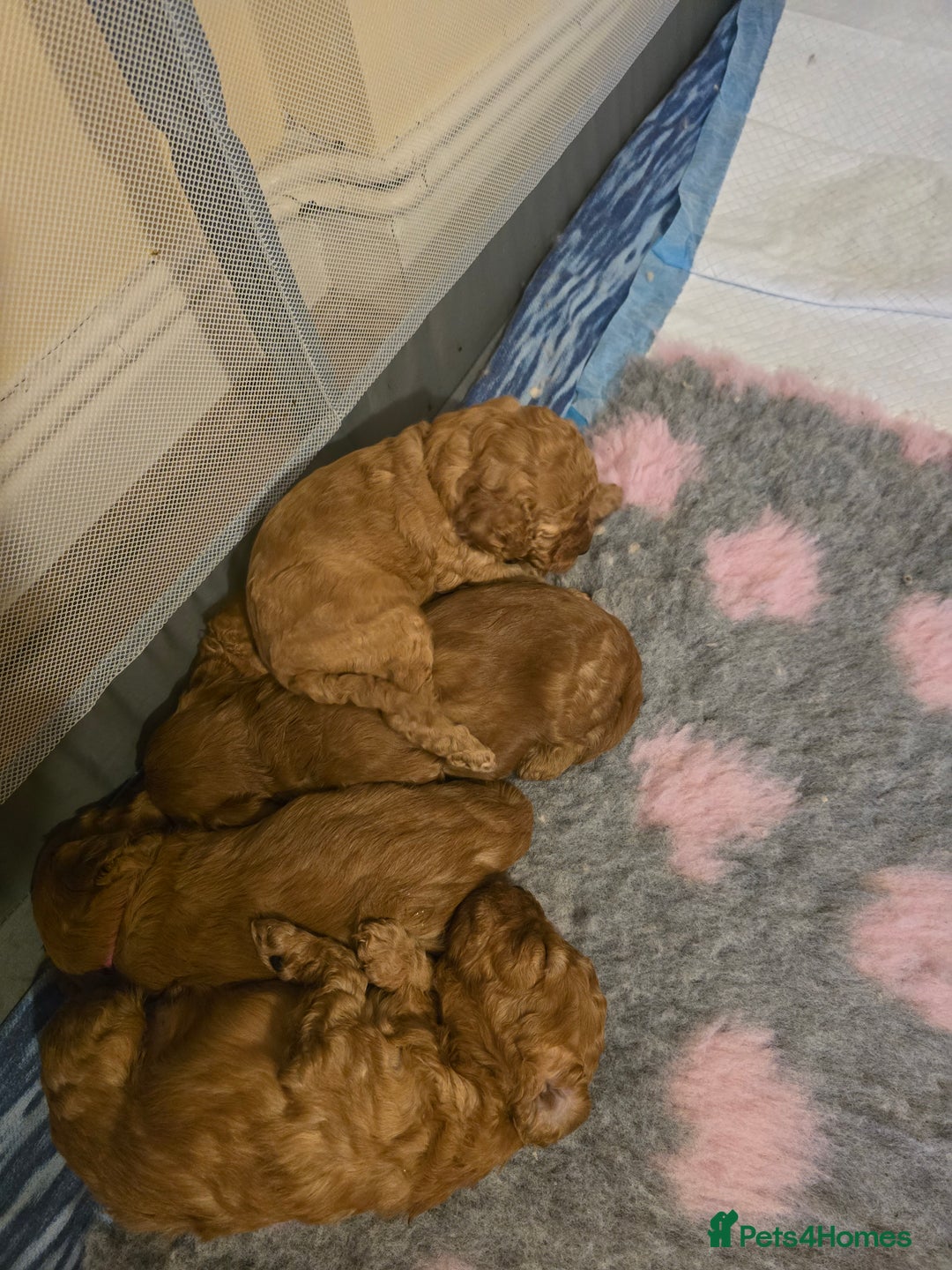Cavapoo dogs for sale: For sale  - Image 1