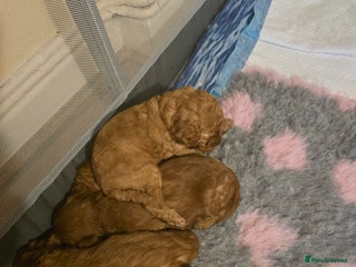 Cavapoo dogs - Advert 5
