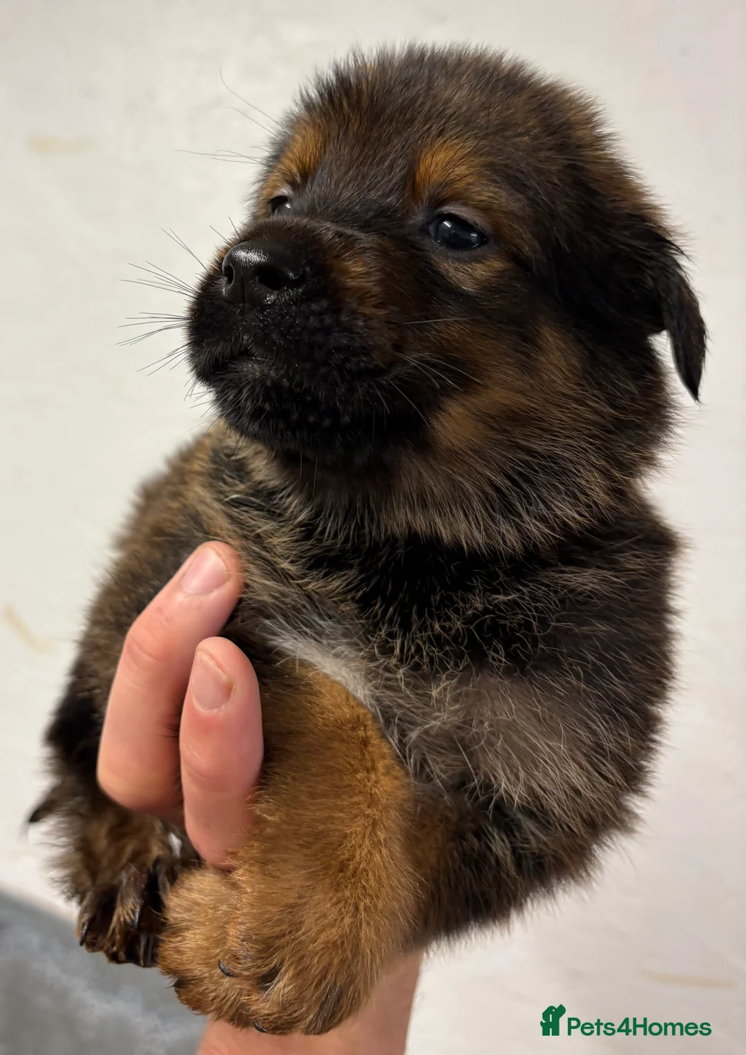 Mixed Breed dogs for sale: Rottweiler x malinois - Advert 8