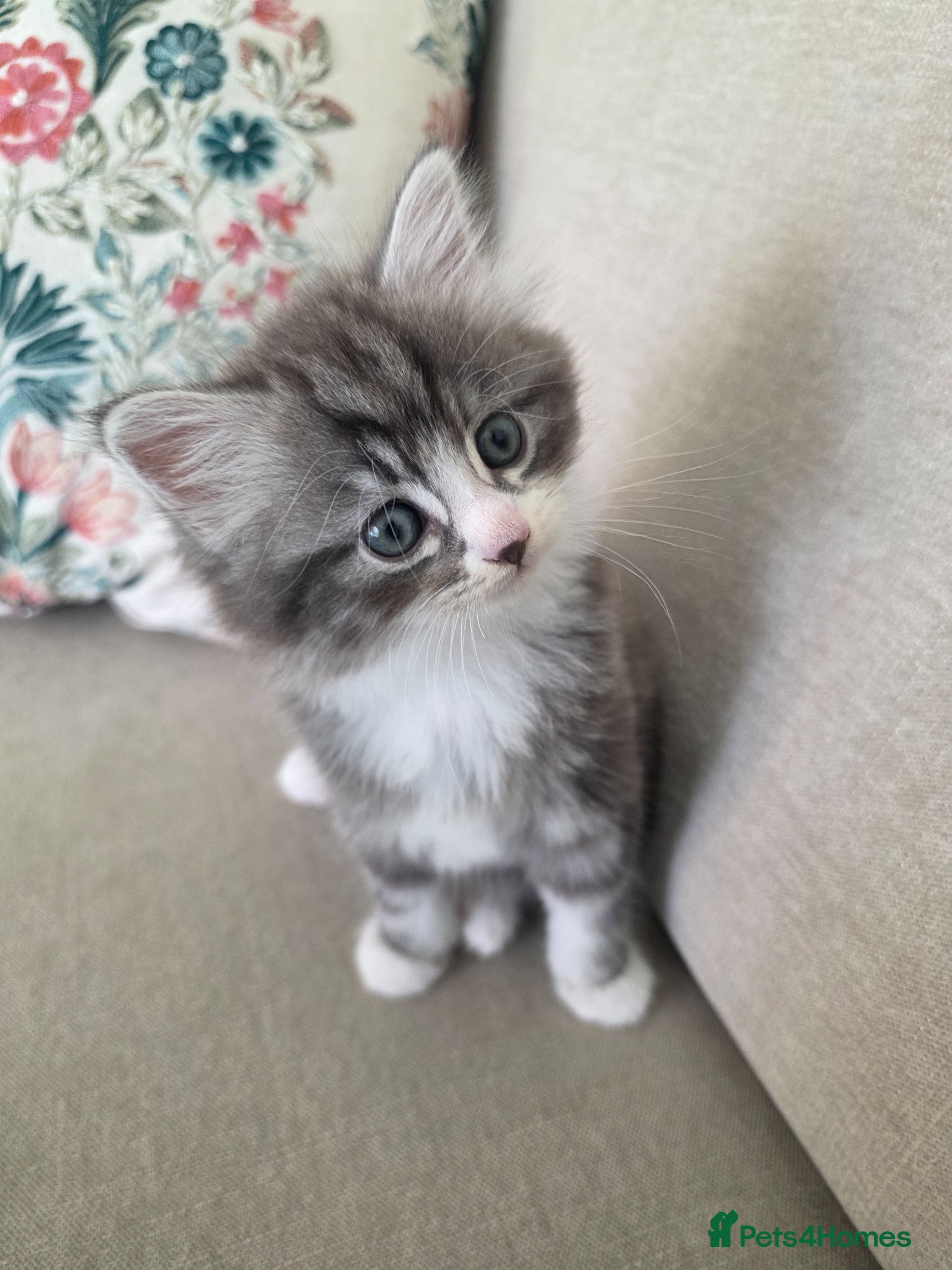 Mixed Breed cats Siberian mixed kittens - ready to leave - Advert 16