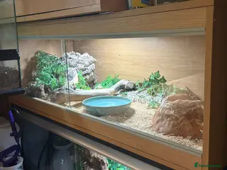 Corn Snake reptiles Beautiful male corn snake - Advert 1