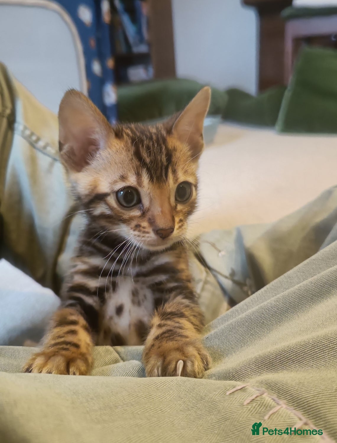 Bengal cats for sale: Absolutely beautiful pedigree bengal kittens - Advert 5