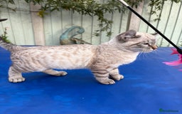 Bengal cats for sale: Breathtaking rare snow leopard  - Advert 12