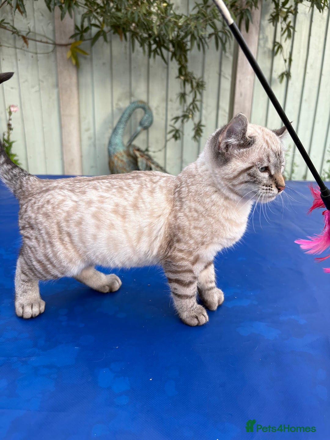 Bengal cats for sale: Breathtaking rare snow leopard  - Advert 12