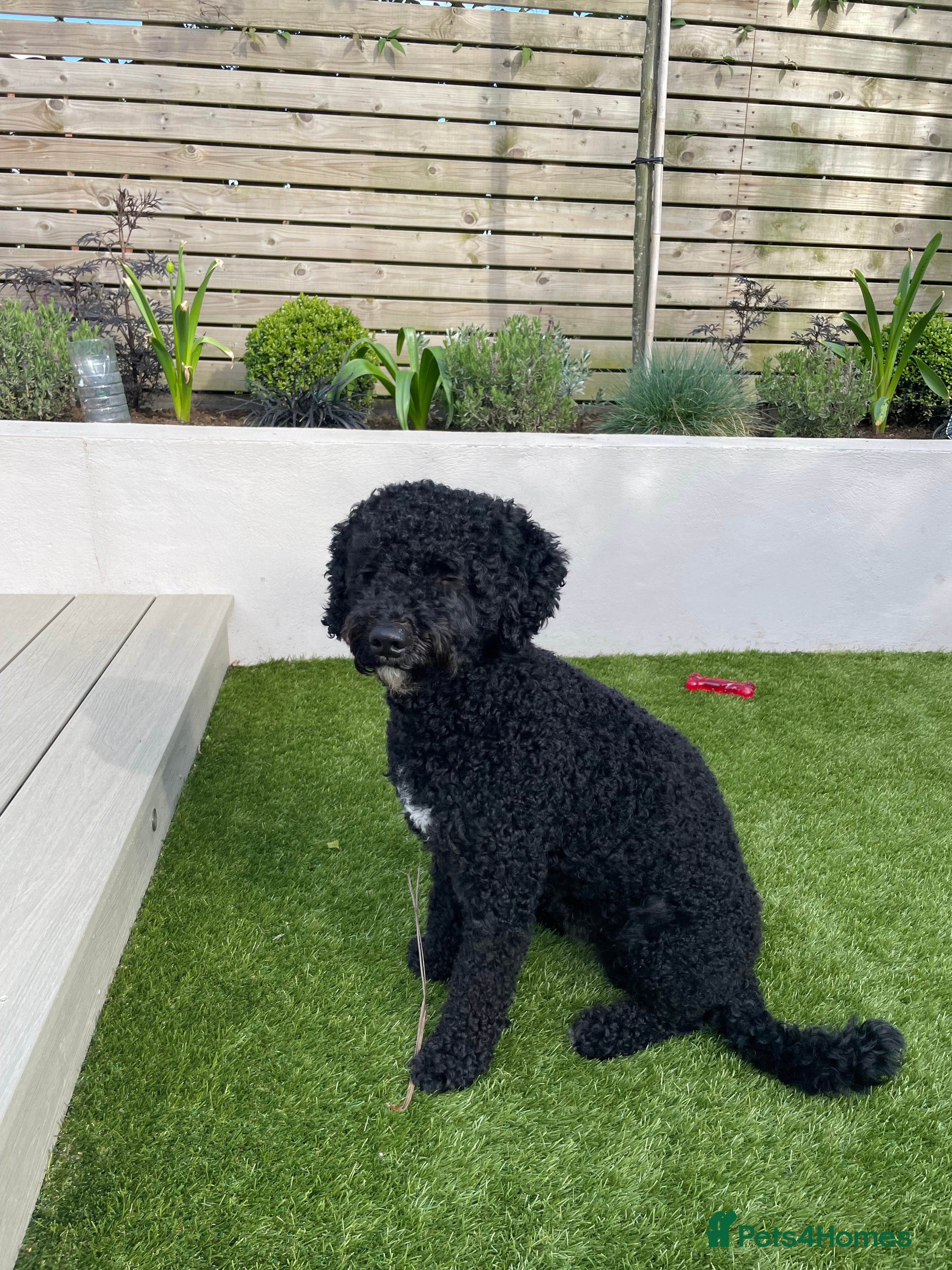 Mini Goldendoodle dogs Mini Goldendoodle for Stud in Bangor - Advert 1