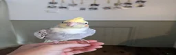 Cockatiels birds for sale: Hand reared friendly cockatiels 4 months old  in Godstone - Advert 3