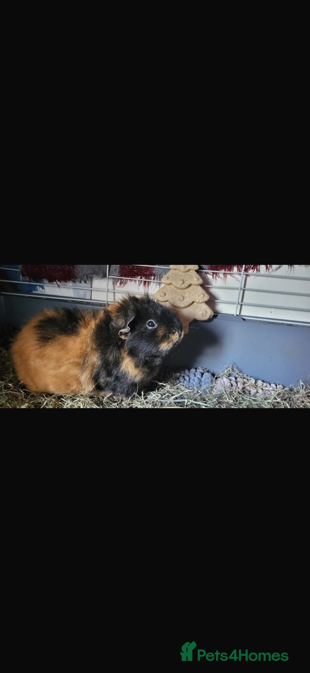 Guinea Pig rodents for sale: 2 lovely female guinea pigs needing to be rehomed  in Southampton - Advert 5