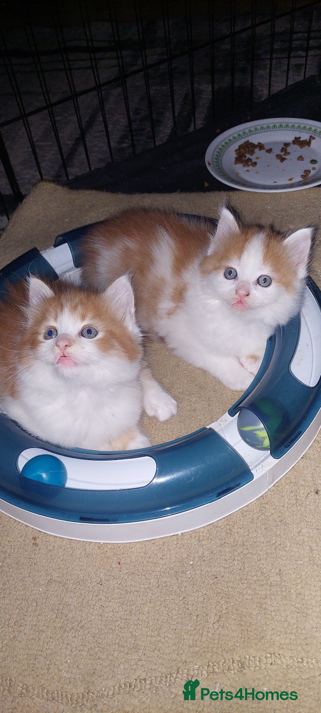 Mixed Breed cats for sale: 3 fluffy kittens - Advert 21